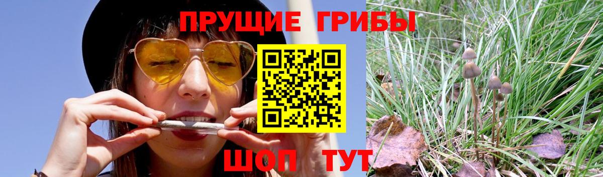 Галлюциногенные грибы Cubensis Ачхой-Мартан
